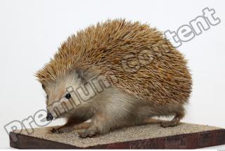 Hedgehog - Erinaceus europaeus 0002